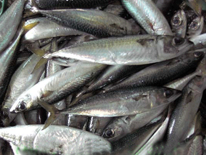 鮐魚（花鯷）マサバ