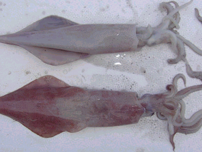 魷魚
