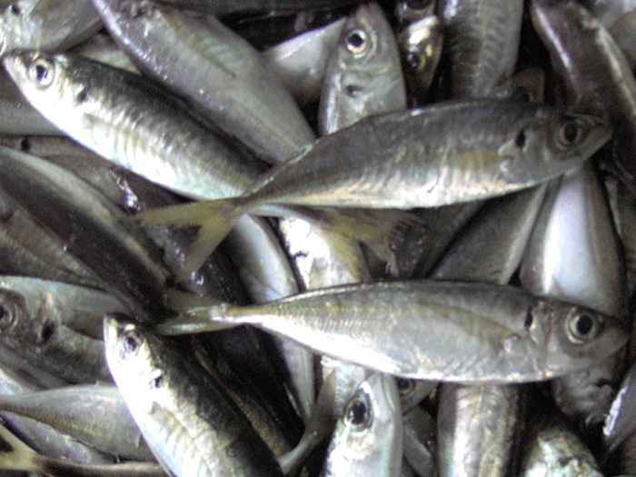 竹莢魚マアヅ