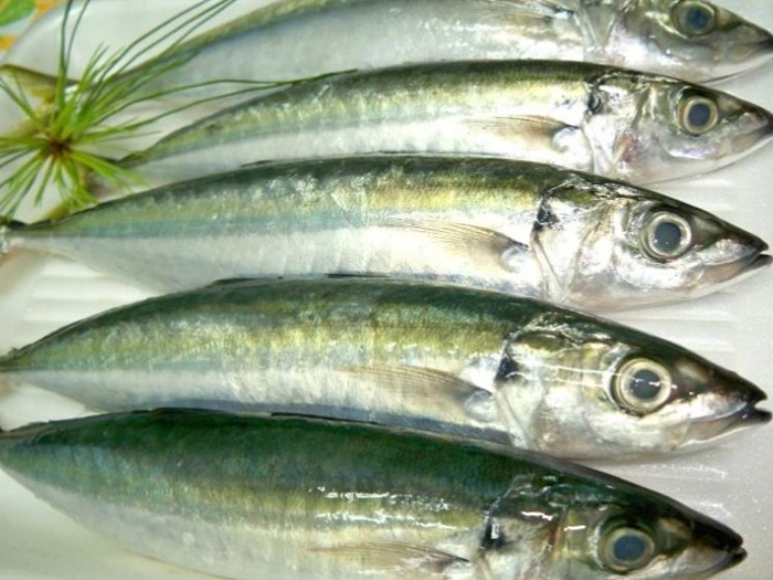 竹葉參（四破魚）ムロアヅ